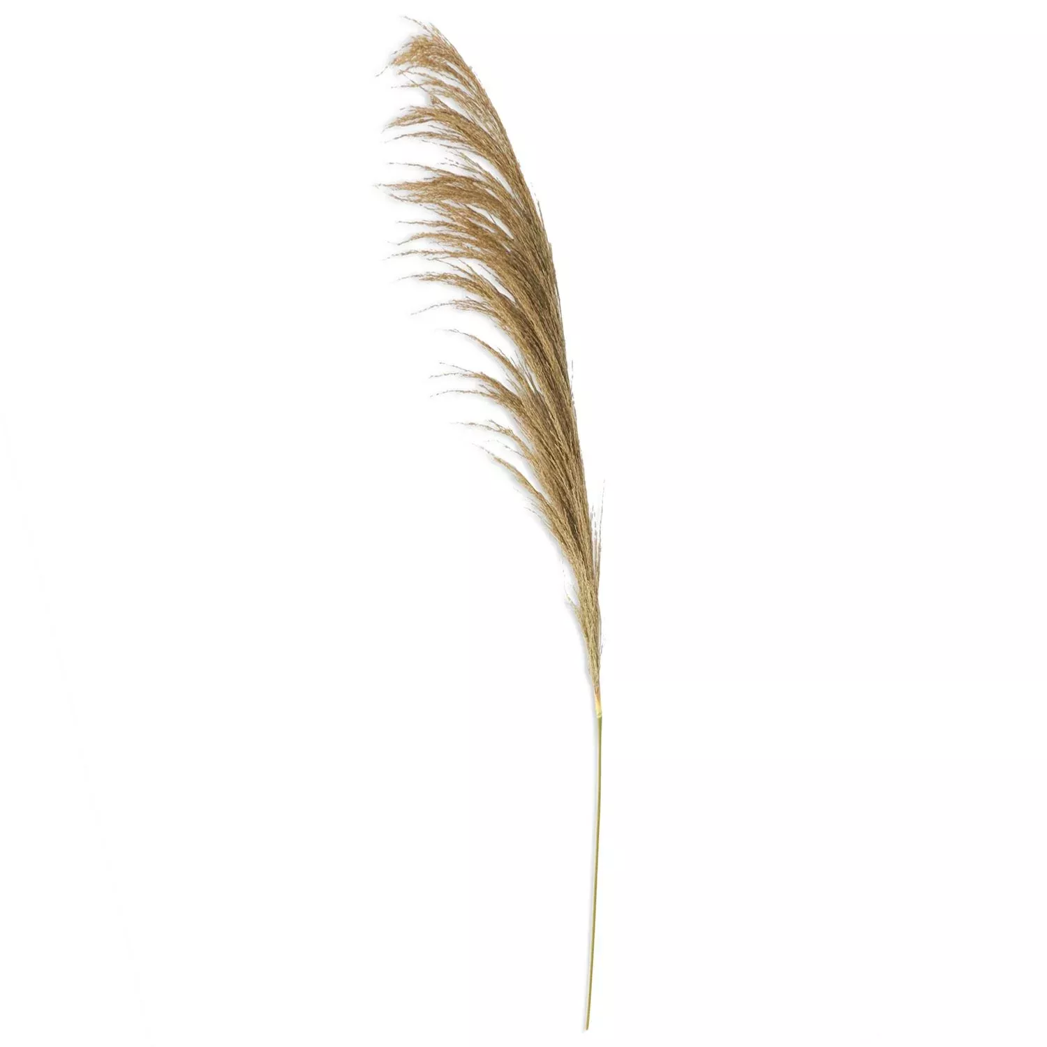 45" DRIED NATURAL PAMPAS STEMS SET