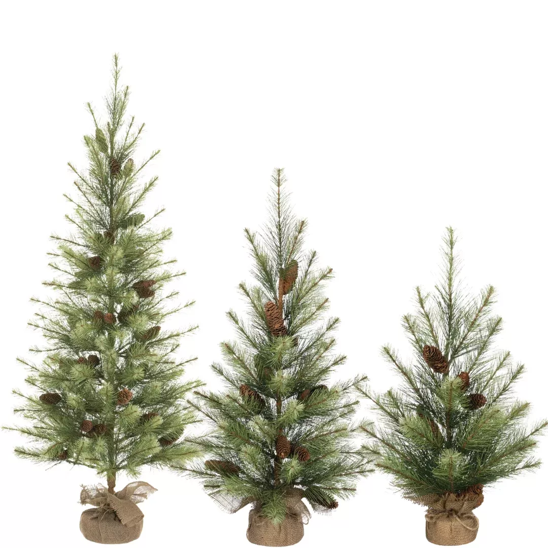 BLACK HILLS PINE TREE