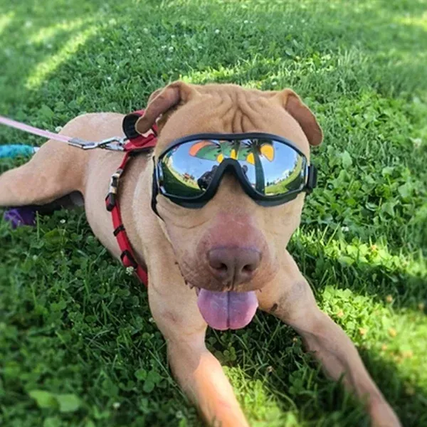 POMELO-YZ Dog Goggles